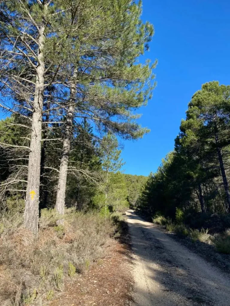 Sendero forestal en un bosque de pinos