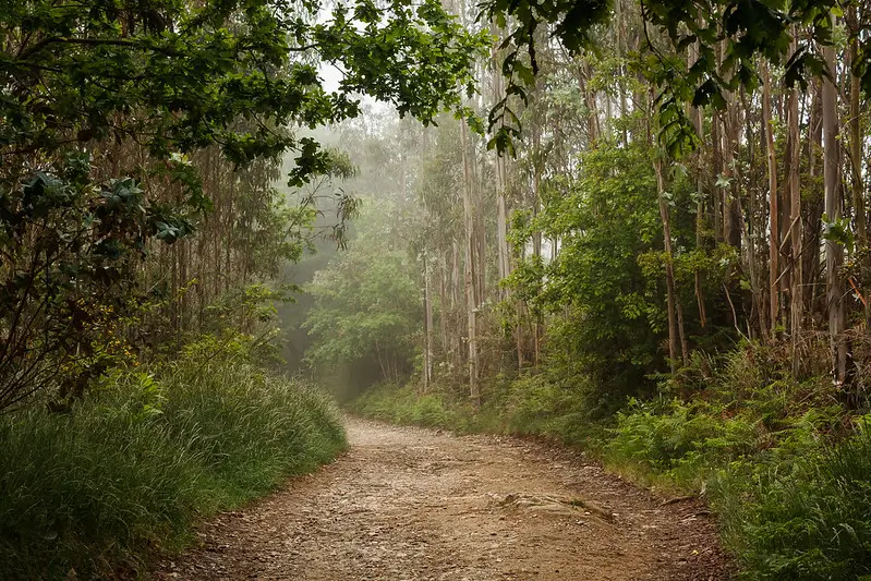 Sendero entre eucaliptos con niebla en Galicia
