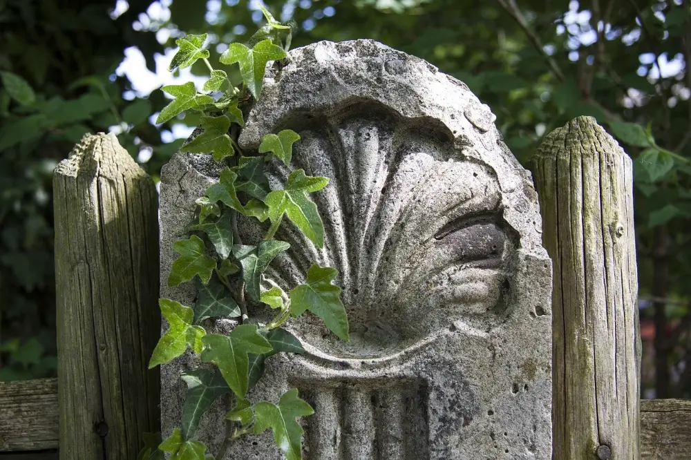 Señal de piedra con forma de concha del Camino de Santiago cubierta de hojas de hiedra en un entorno natural.