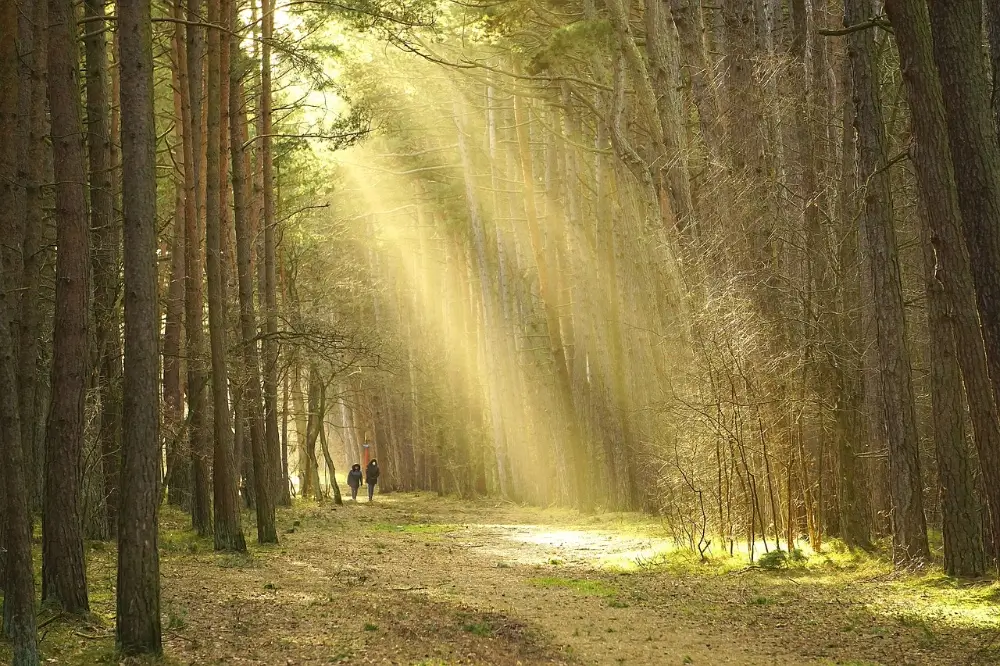 Dos peregrinos caminando por un sendero boscoso iluminado por rayos de sol entre los árboles en el Camino de Santiago.