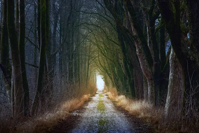 Sendero evocador entre árboles frondosos, representando un tramo boscoso del Camino Portugués en Galicia