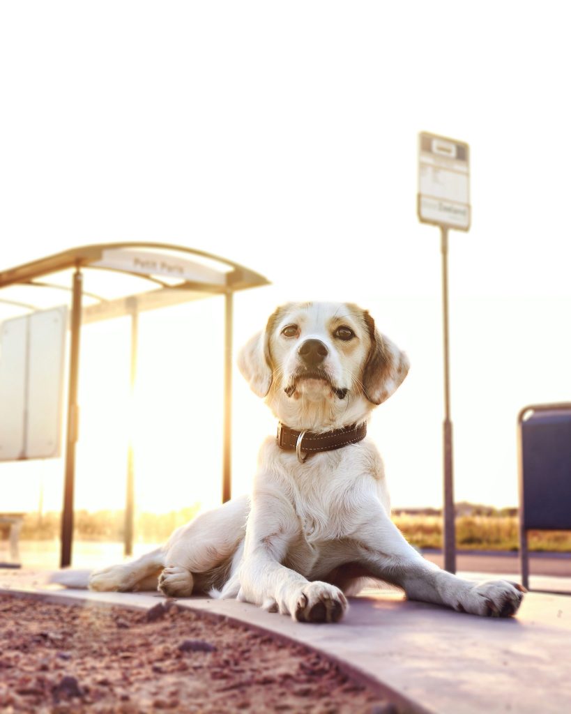 Perro viajando en coche hacia el inicio del Camino de Santiago. Alternativas al transporte en tren RENFE para mascotas grandes.