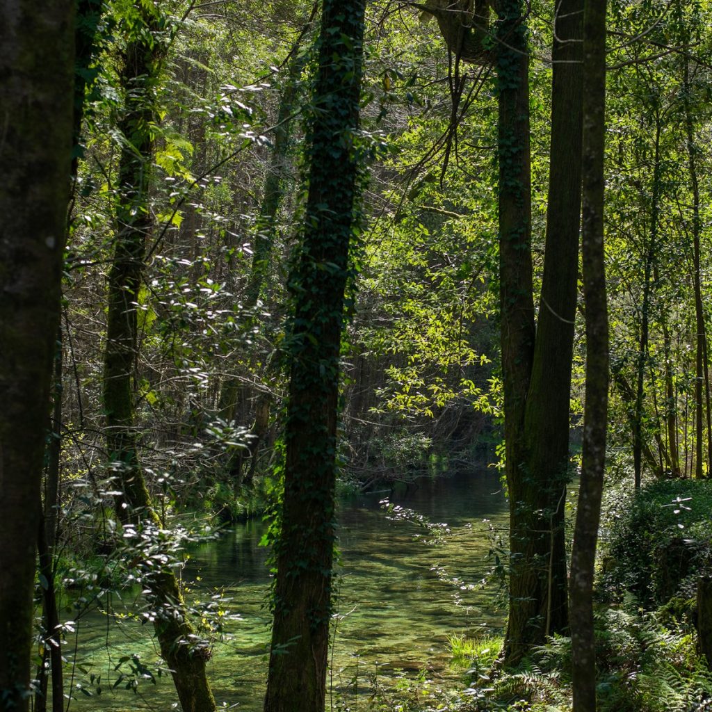 Luz entre los árboles de un bosque frondoso de Galicia